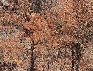 Azade Köker - Milas Forest In Fire