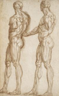 Baccio Bandinelli - Recto: Two Studies Of A Standing Man Verso: Study Of A Bull
