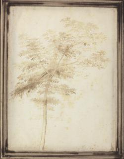 Baccio Della Porta - A study of a tree
