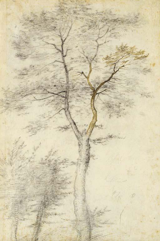Baccio Della Porta - Study of trees and two saplings