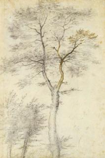 Baccio Della Porta - Study of trees and two saplings