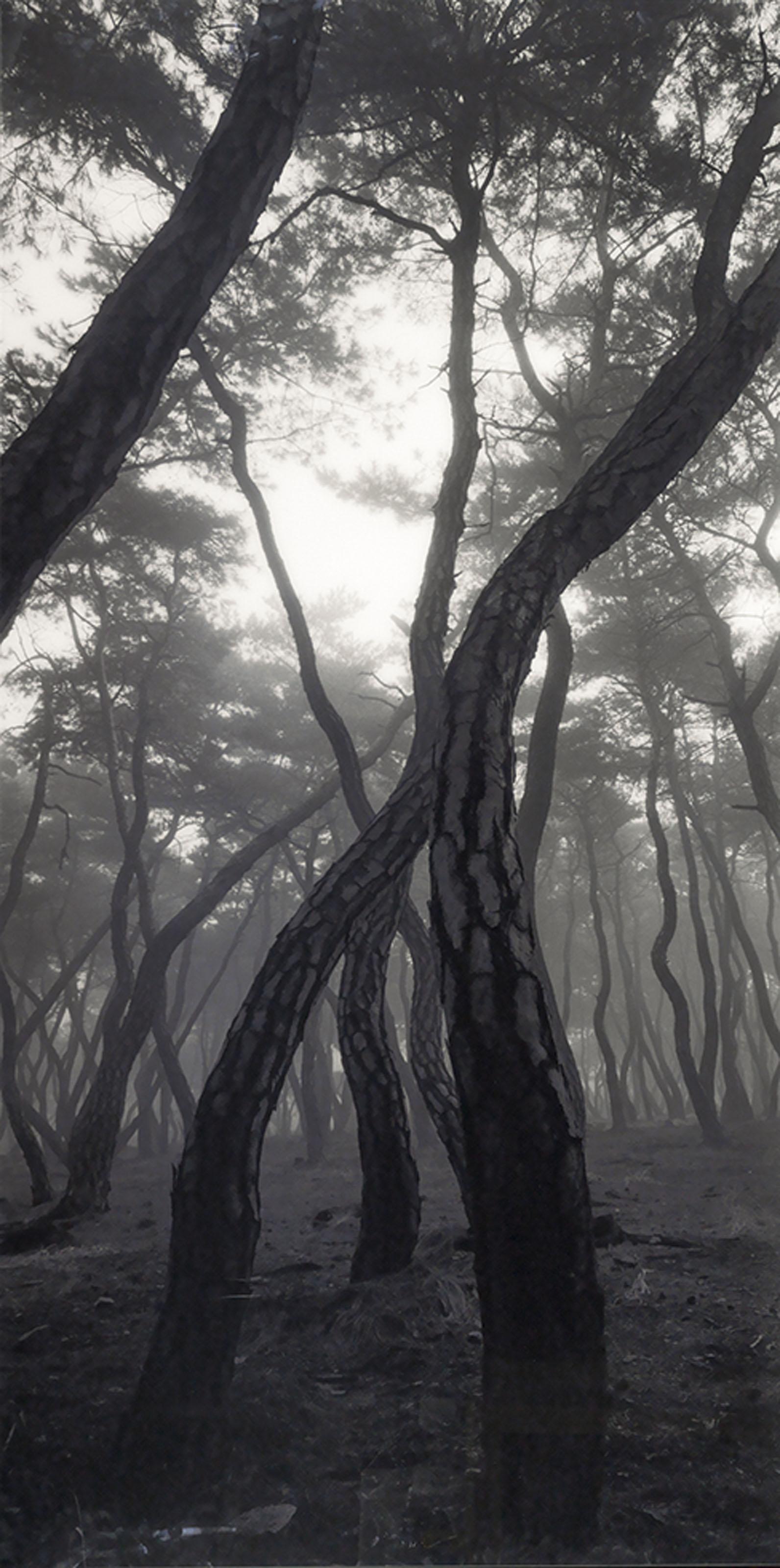 Bae Bien-U - Pine Tree Series - Sonamoo Snm/A 002V