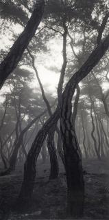 Bae Bien-U - Pine Tree Series - Sonamoo Snm/A 002V