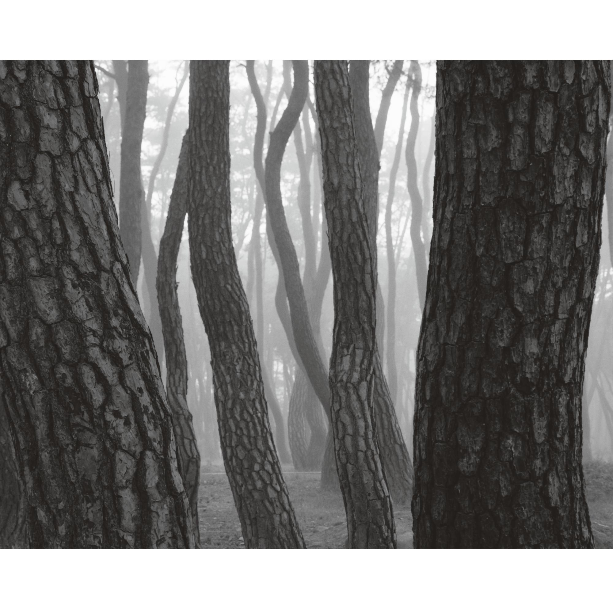 Bae Bien-U - Pine Tree