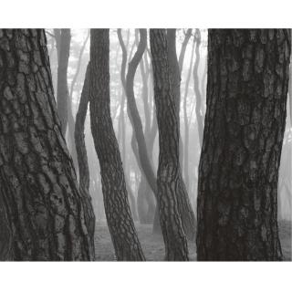 Bae Bien-U - Pine Tree