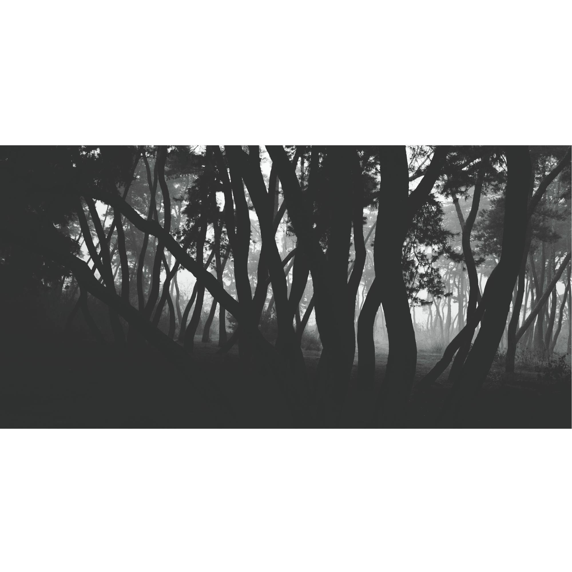 Bae Bien-U - Pine Tree