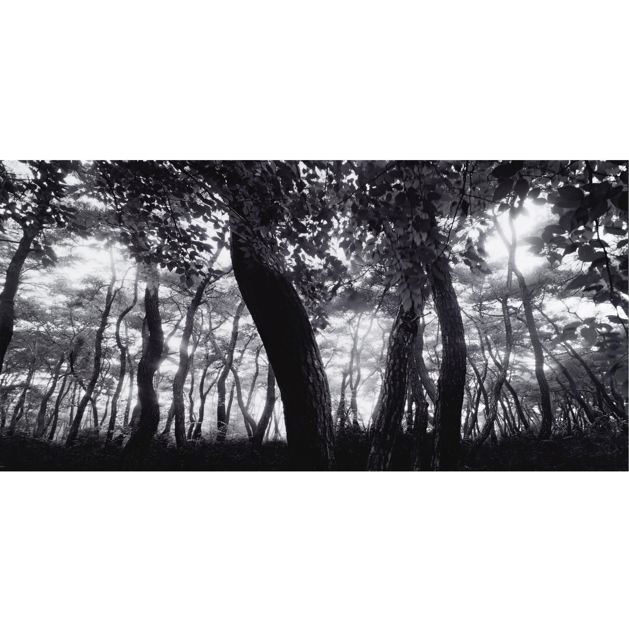 Bae Bien-U - Pine Tree