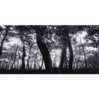 Bae Bien-U - Pine Tree