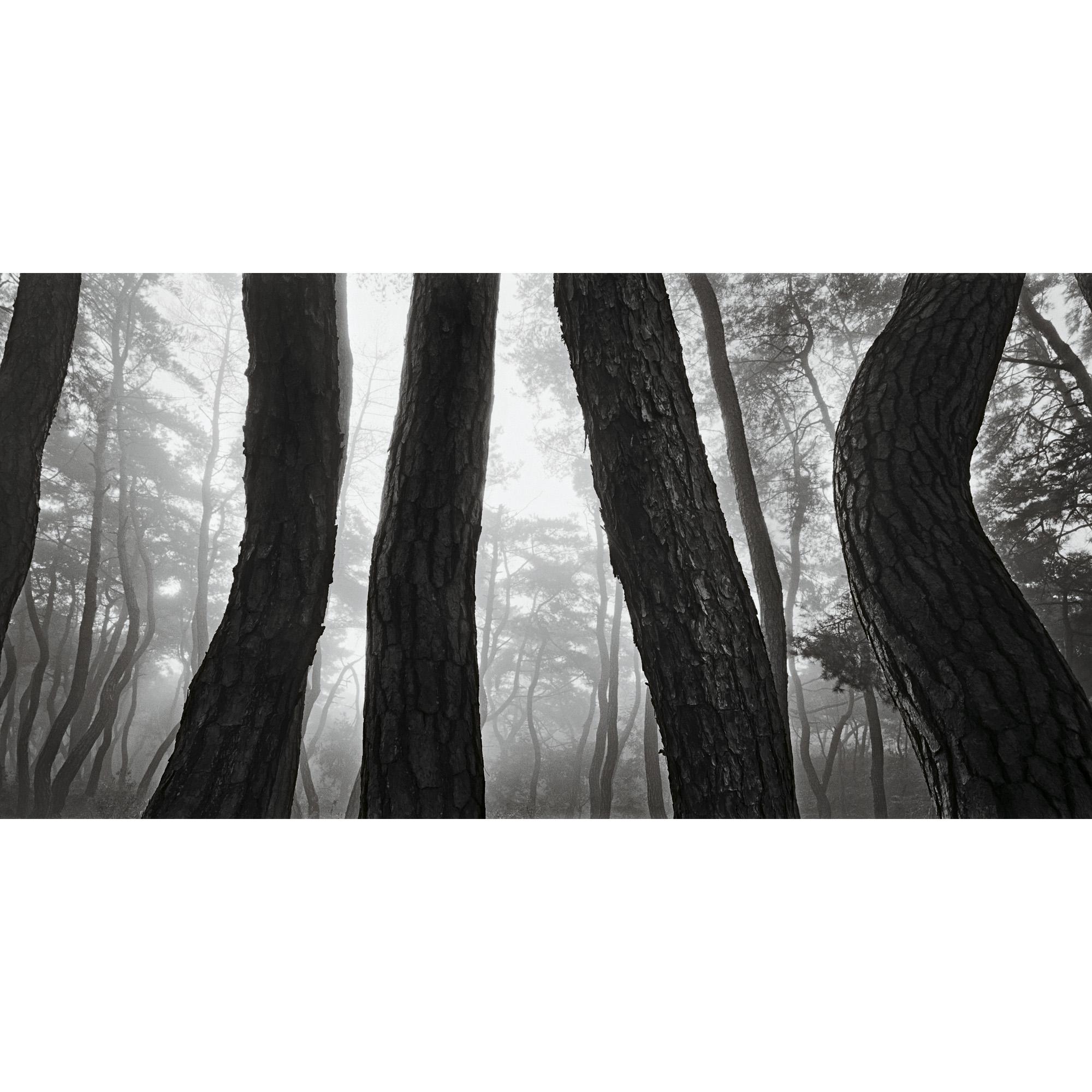 Bae Bien-U - Pine Trees