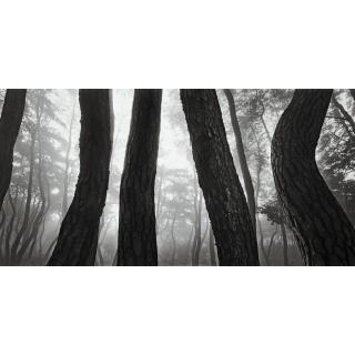 Bae Bien-U - Pine Trees