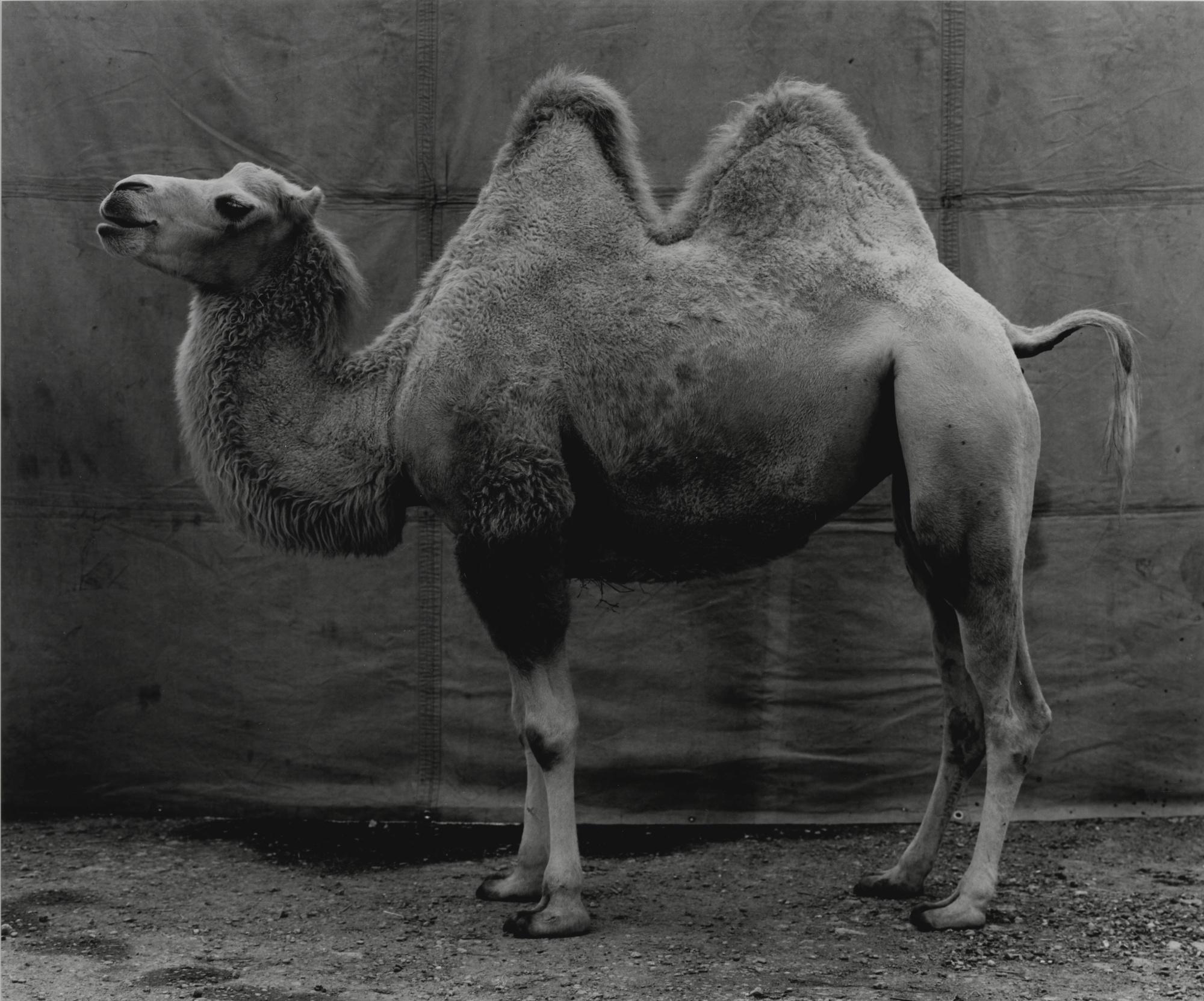 Balthasar Burkhard - \'Chameau\', 1995