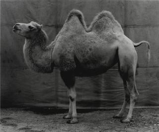 Balthasar Burkhard - \'Chameau\', 1995