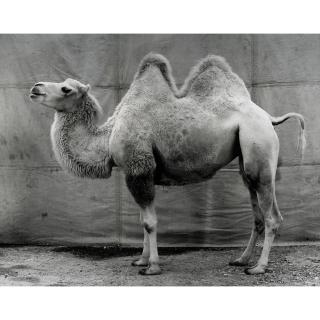 Balthasar Burkhard - Chameau