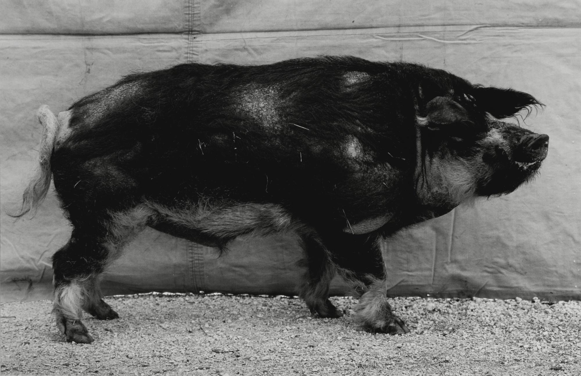 Balthasar Burkhard - \'Cochon Laineux\', 1997