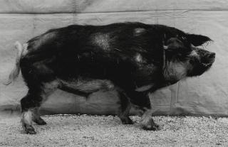 Balthasar Burkhard - \'Cochon Laineux\', 1997