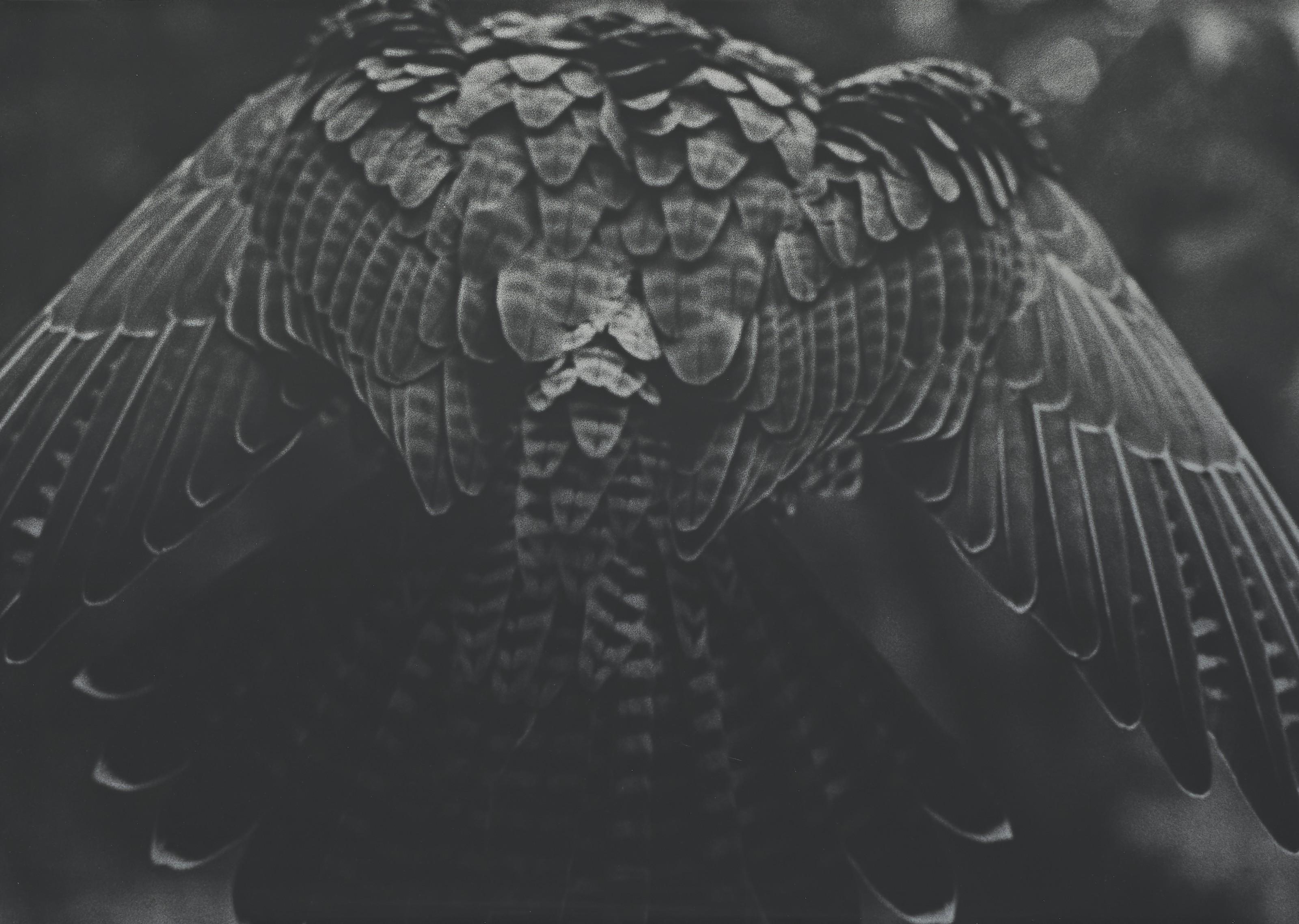 Balthasar Burkhard - Flügel, 1989