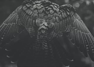 Balthasar Burkhard - Flügel, 1989