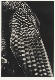 Balthasar Burkhard - La robe de la fiancée, 2001