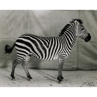 Balthasar Burkhard - Le Zèbre, Vers 2000