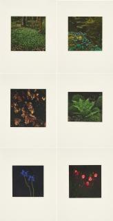 Balthasar Burkhard - Nature Morte.