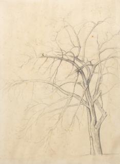 Balthasar Klossowski De Rola - Etude d\'arbre