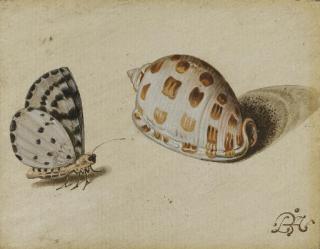 Balthasar Van Der Ast - An Arrowhead Blue (Glaucopsyche piasus) butterfly and a Scotch Bonnet (Phalium granulatum) sea shell