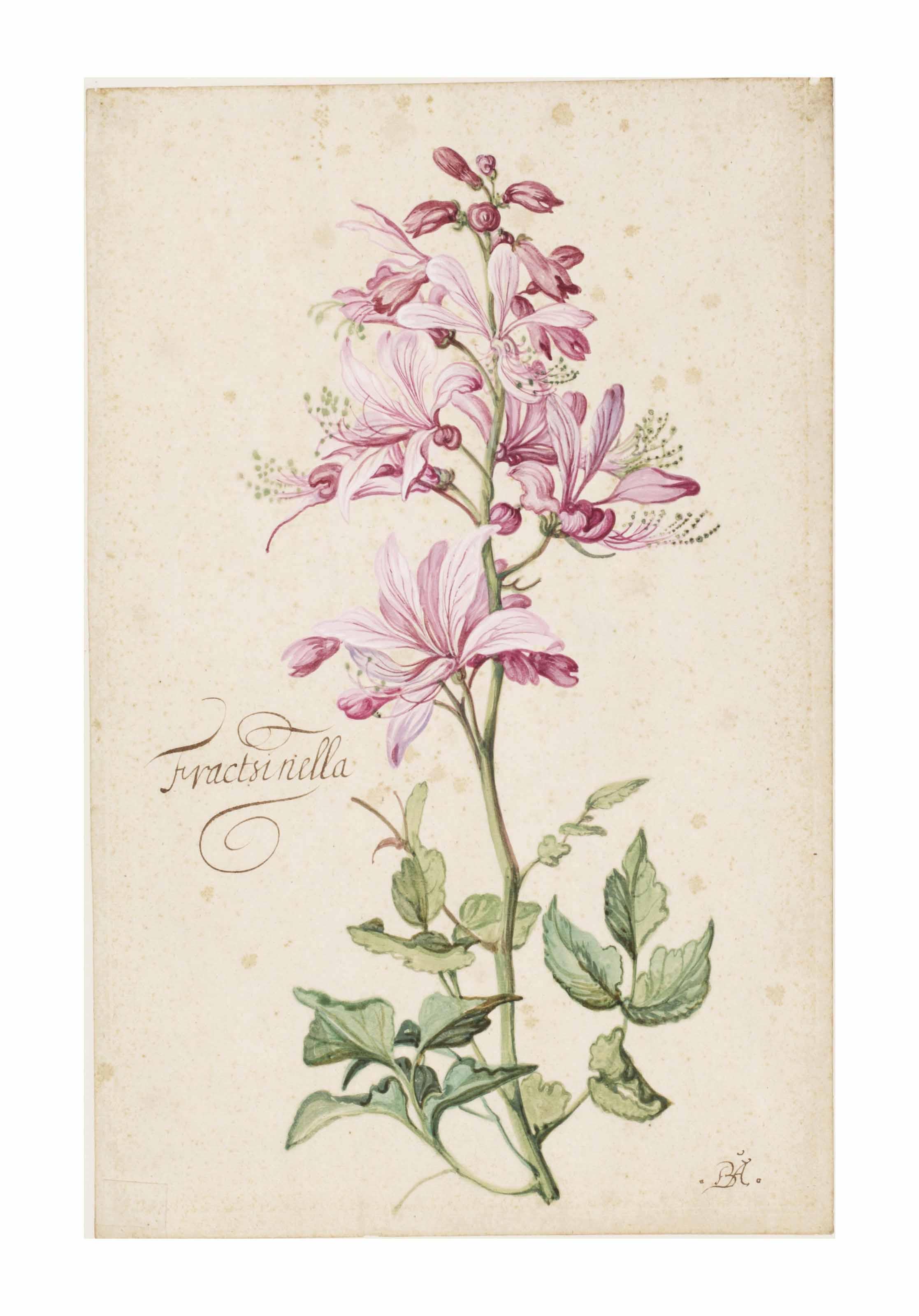Balthasar Van Der Ast - Dictamnus, also called Fraxinella (Dictamnus albus)
