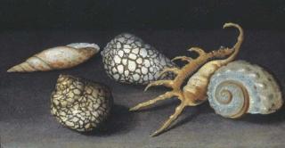 Balthasar Van Der Ast - Shells on a table: a fragment