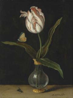 Balthasar Van Der Ast - The ‘Zomerschoon’ tulip