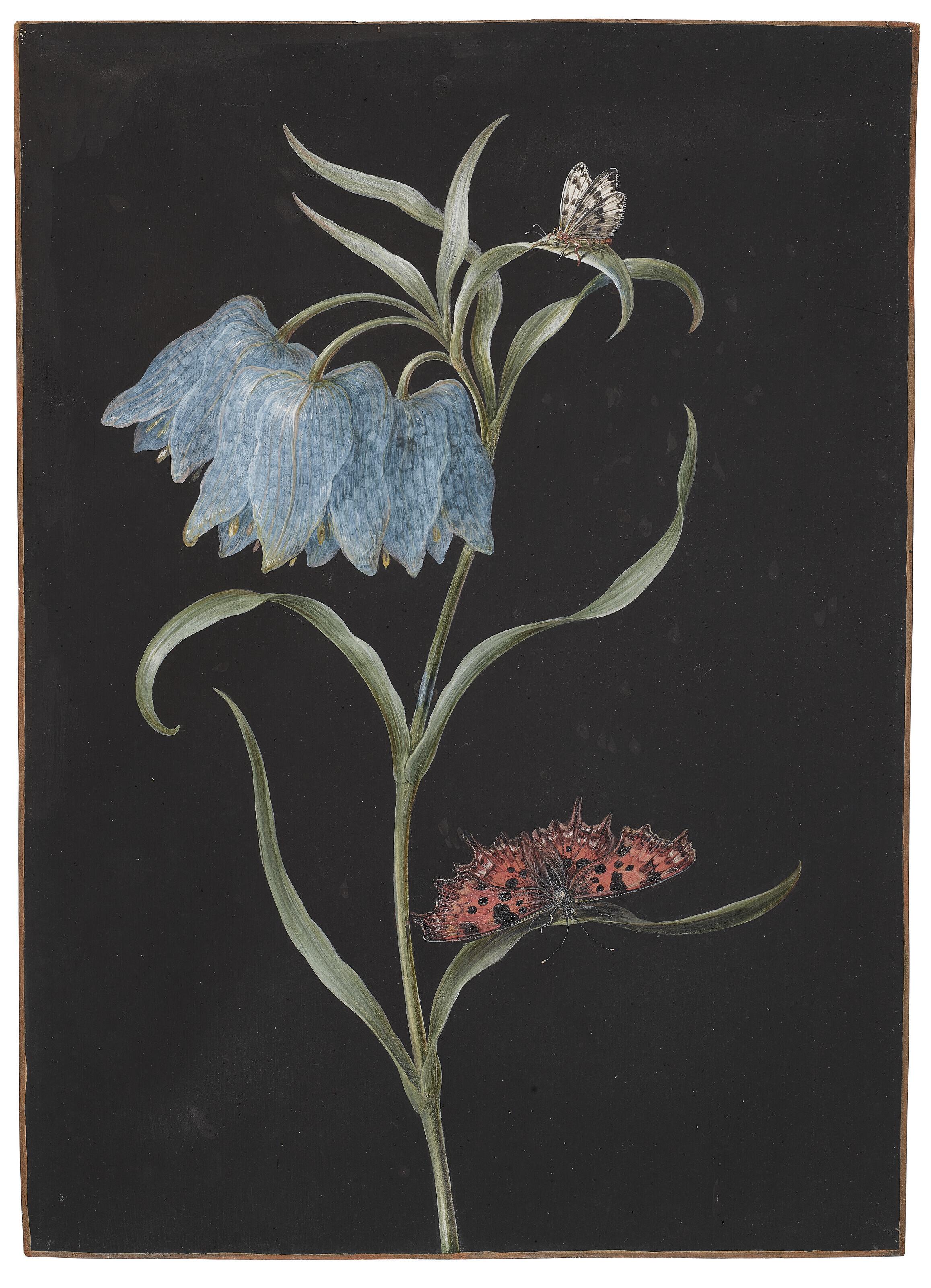 Barbara Regina Dietzsch - A blue snake’s head fritillary (Fritillaria Meleagris) with two butterflies