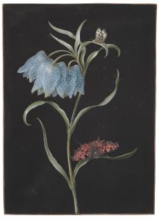 Barbara Regina Dietzsch - A blue snake’s head fritillary (Fritillaria Meleagris) with two butterflies