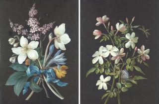Barbara Regina Dietzsch - A bouquet of flowers; and Two stems of jasmine with a butterfly and a horsefly