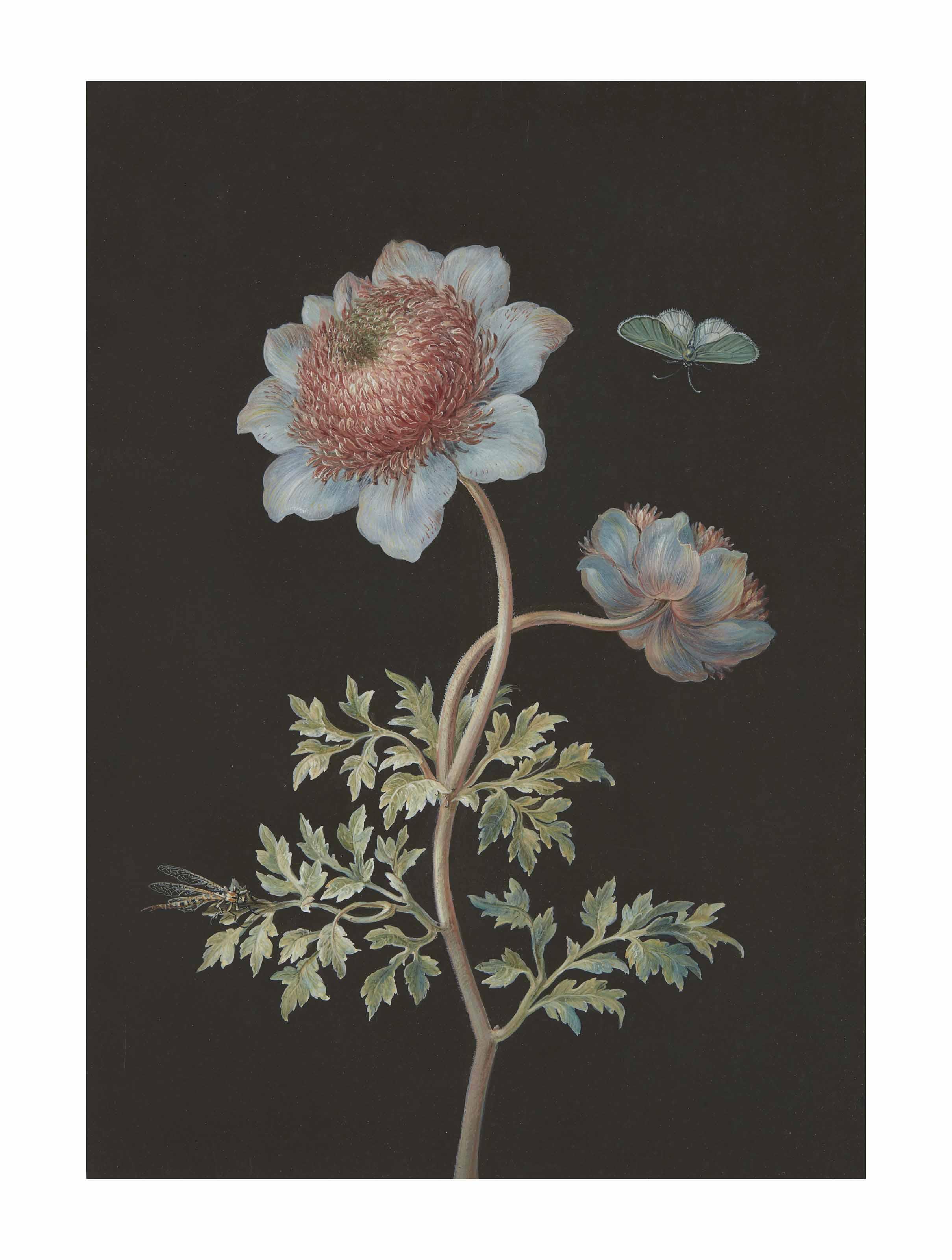 Barbara Regina Dietzsch - A buttercup with a butterfly and an insect