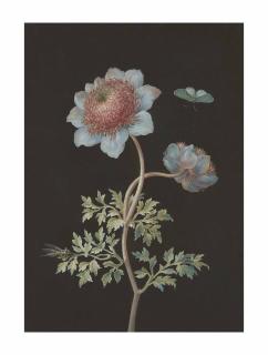 Barbara Regina Dietzsch - A buttercup with a butterfly and an insect