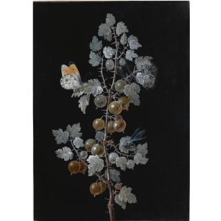Barbara Regina Dietzsch - A Gooseberry Branch, With A Dragonfly, Butterfly And Caterpillar