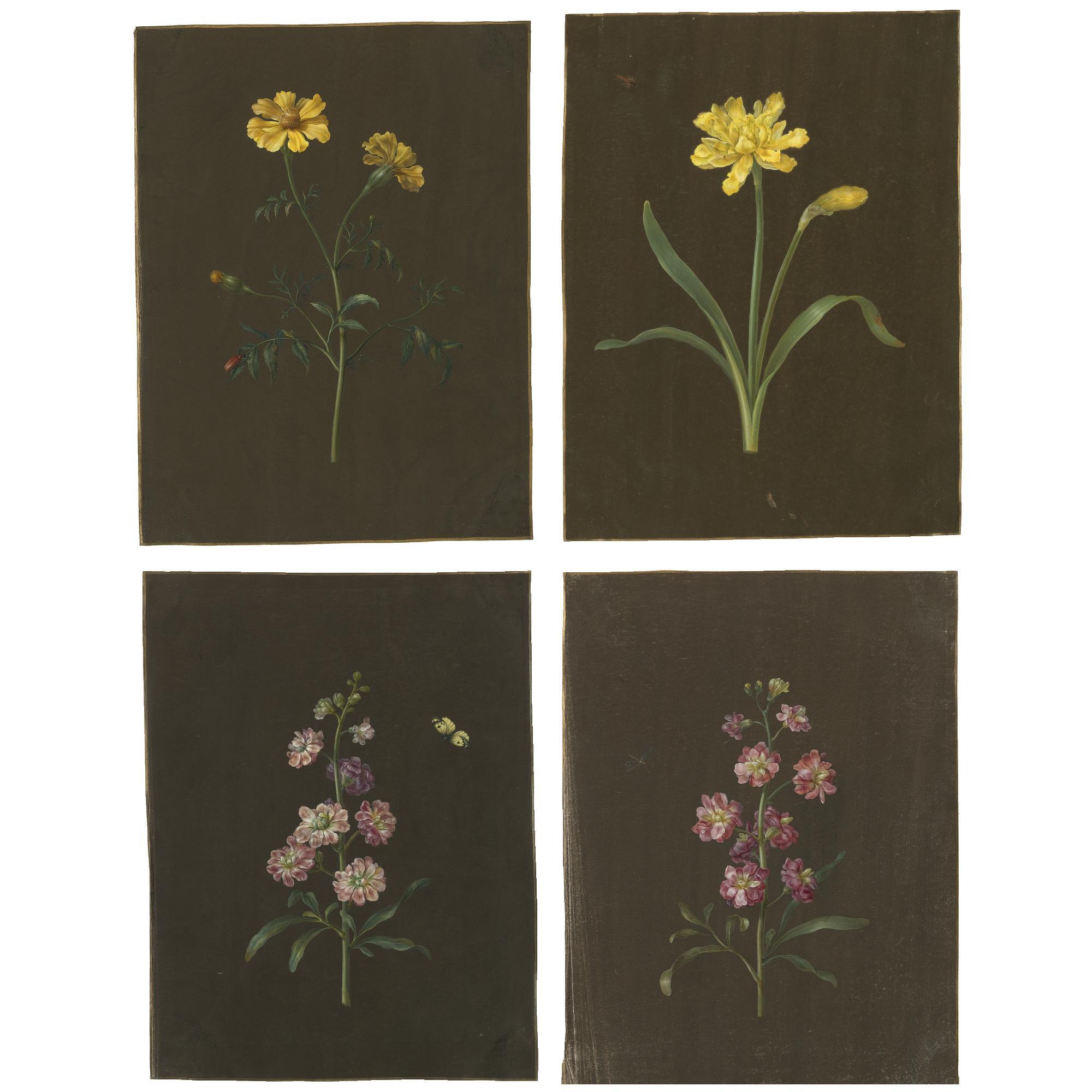 Barbara Regina Dietzsch - A Group Of Four Flower Studies, Including A Daffodil And A Marigold