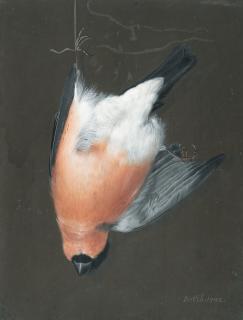 Barbara Regina Dietzsch - Erlegter Gimpel, von einer Schnur herabhängend