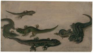 Barbara Regina Dietzsch - Sechs Eidechsen.