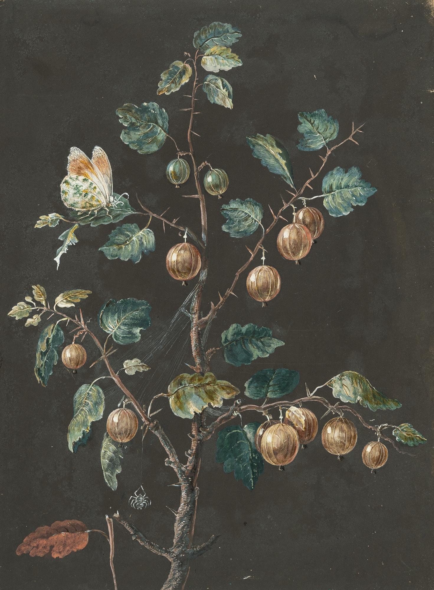 Barbara Regina Dietzsch - Stachelbeerranke mit Tagfalter und Spinne