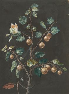 Barbara Regina Dietzsch - Stachelbeerranke mit Tagfalter und Spinne