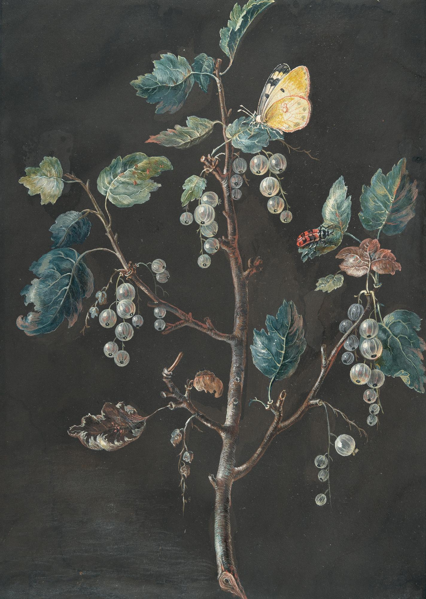 Barbara Regina Dietzsch - Weiße Johannisbeerranke mit Tagfalter und Käfer