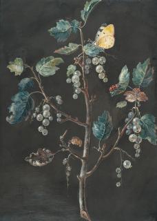 Barbara Regina Dietzsch - Weiße Johannisbeerranke mit Tagfalter und Käfer