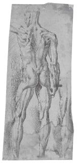 Bartolomeo Passarotti - An écorché nude seen from behind, with a subsidiary study of the right leg
