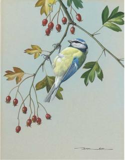 Basil Ede - Blue Titmous On Hawthorn