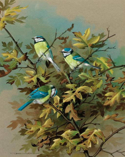 Basil Ede - Blue Tits