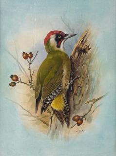 Basil Ede - Eurasian Green Woodpecker