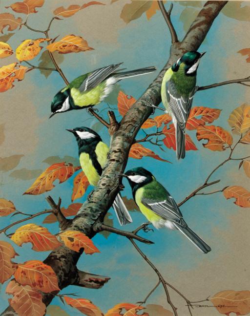 Basil Ede - Great Tits