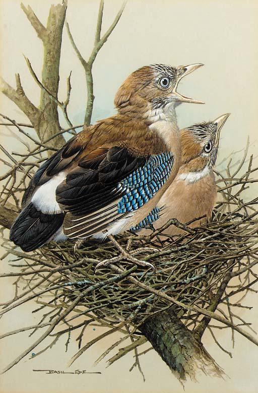 Basil Ede - Jay fledglings