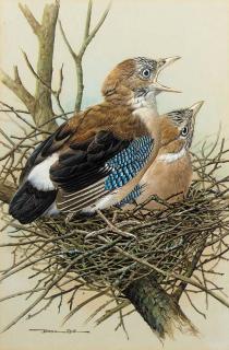 Basil Ede - Jay fledglings