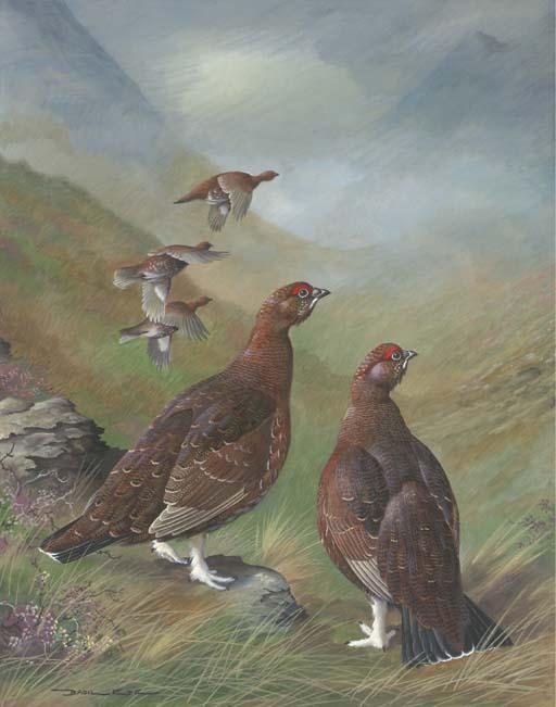 Basil Ede - Lagopus scoticus - Red Grouse in a Highland Landscape